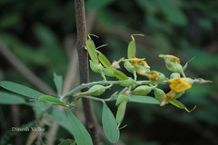 Crotalaria retusa